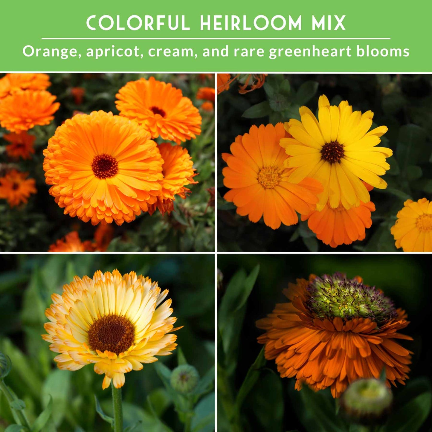 Calendula Seed Collection – Pacific Beauty, Apricot Beauty, Balls Orange & Greenheart for Colorful, Herbal Blooms