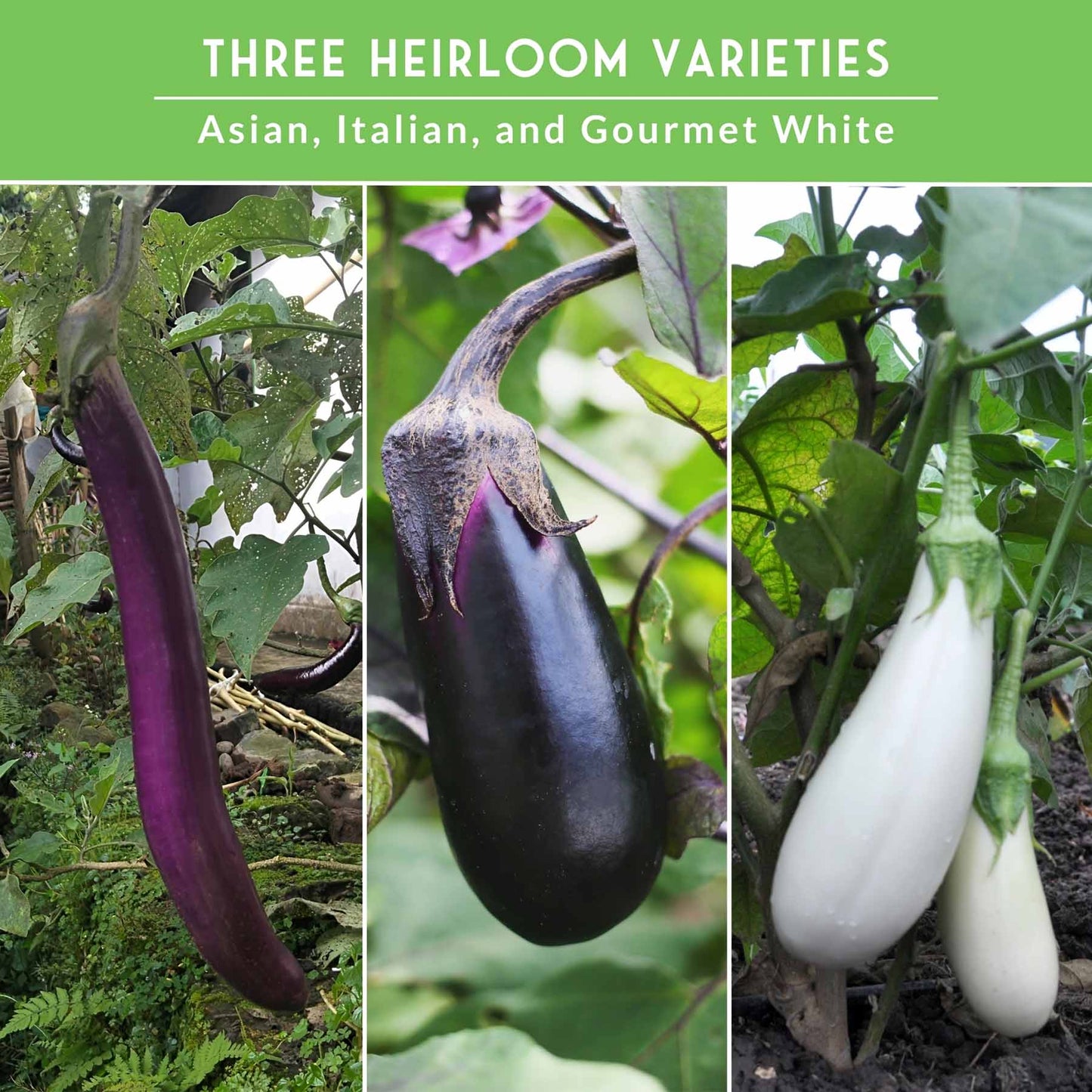 Eggplant Seed Collection – Snowy, Long Purple & Black Beauty Varieties for Home Gardens