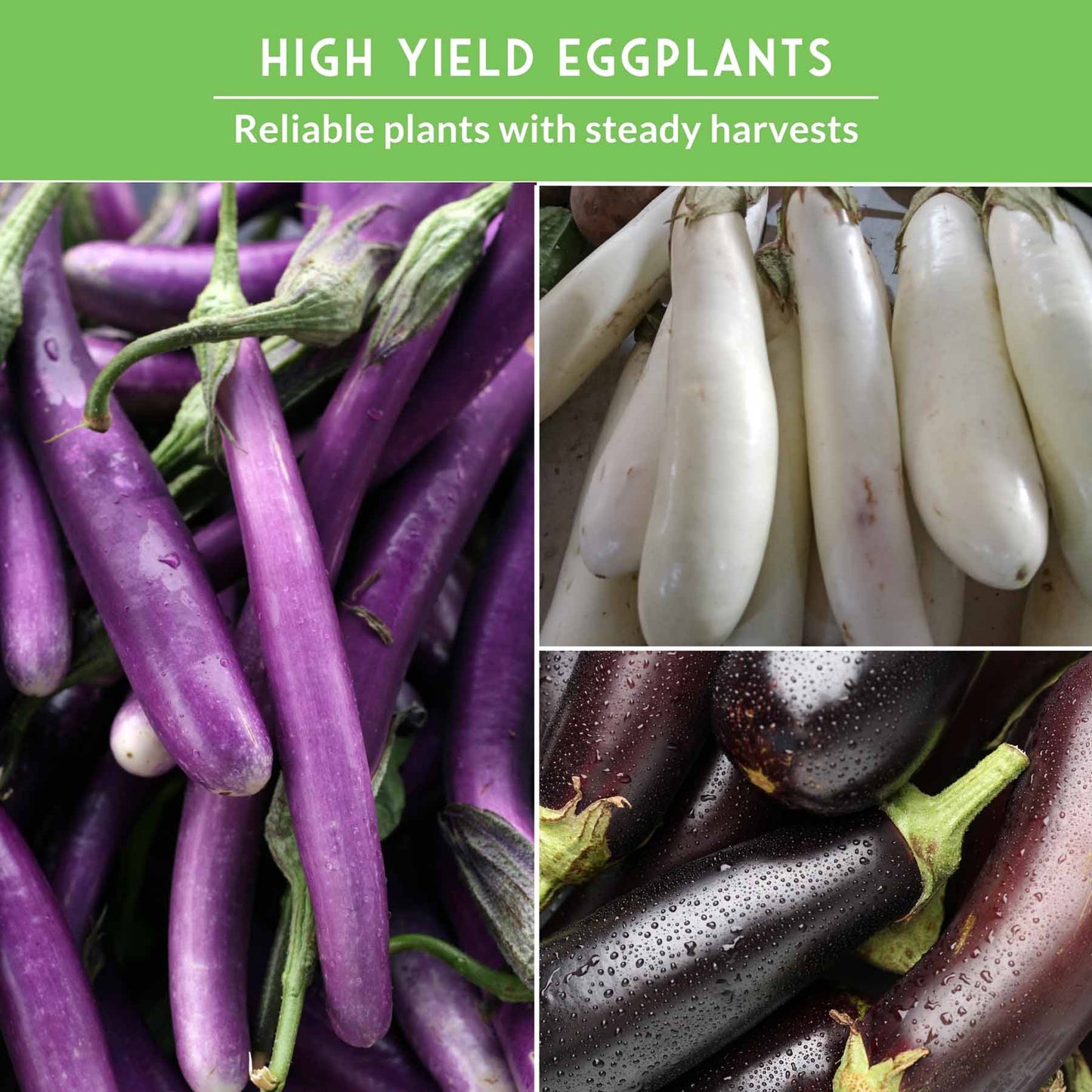 Eggplant Seed Collection – Snowy, Long Purple & Black Beauty Varieties for Home Gardens