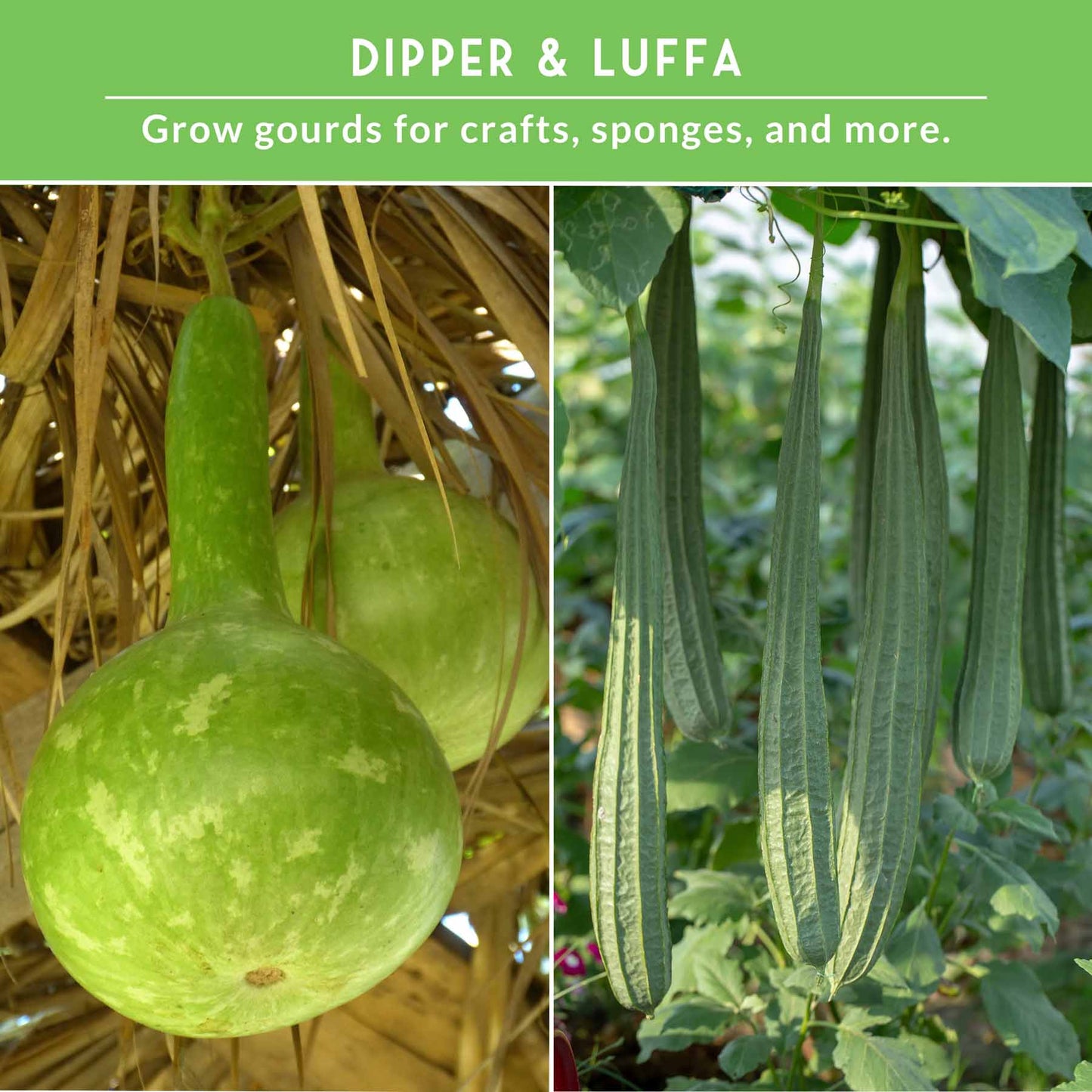 Gourd Seed Collection – Dipper Gourds & Luffa (Loofah) Gourds for Crafting, Utility & Eco-Friendly Uses