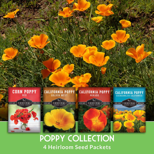 Poppy Seed Collection – California Poppy Trio & Flanders Poppy for Vibrant, Pollinator-Friendly Blooms