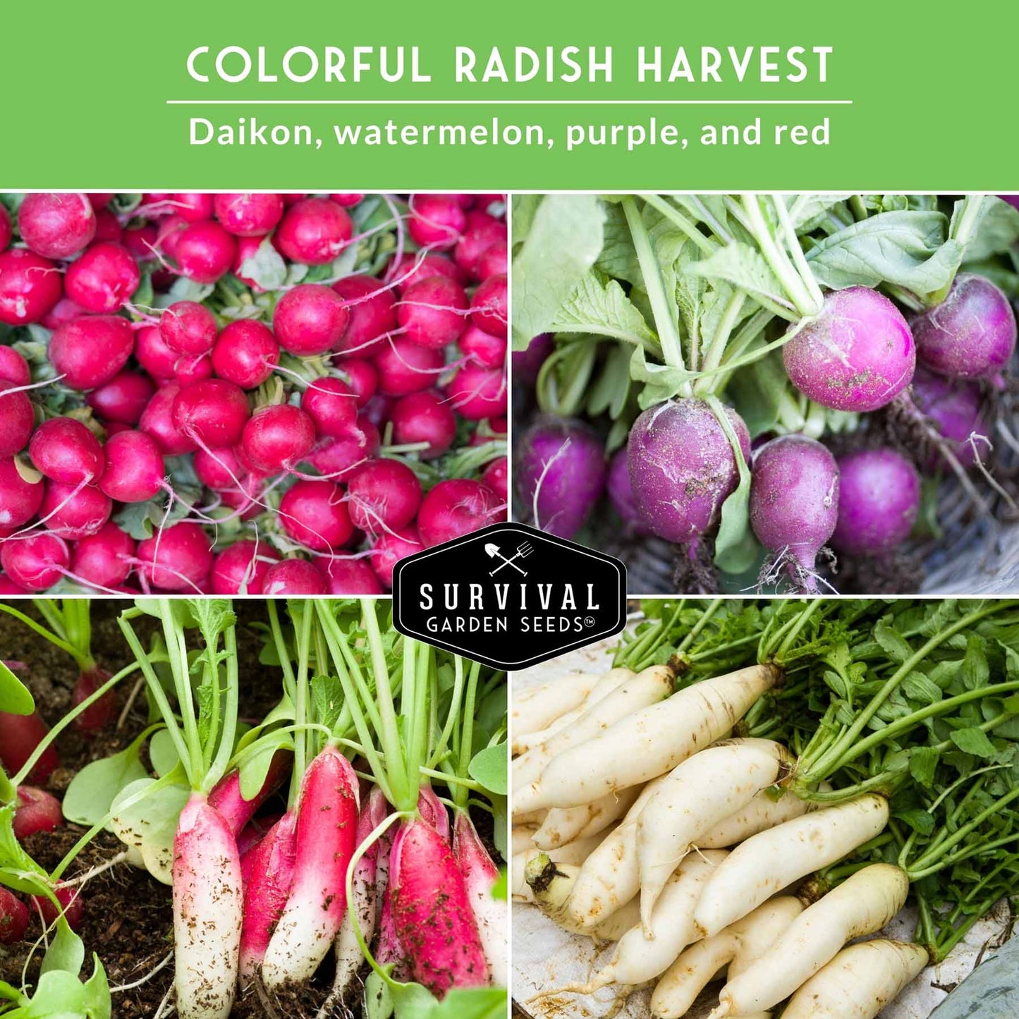 5 Variety Radish Seeds Pack – Heirloom Collection for Spring, Summer & Fall Gardens