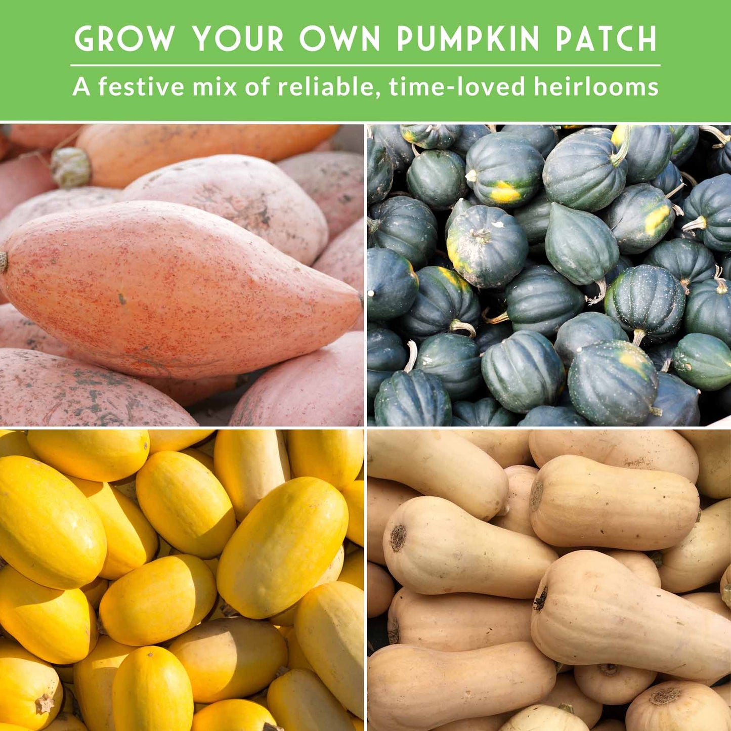 Winter Squash Seed Collection – Acorn, Butternut, Pink Banana & Spaghetti for Long-Storing, Cold-Season Nutrition
