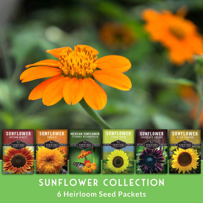 6 Sunflower Collection -  A Rainbow of Colorful Sunflowers