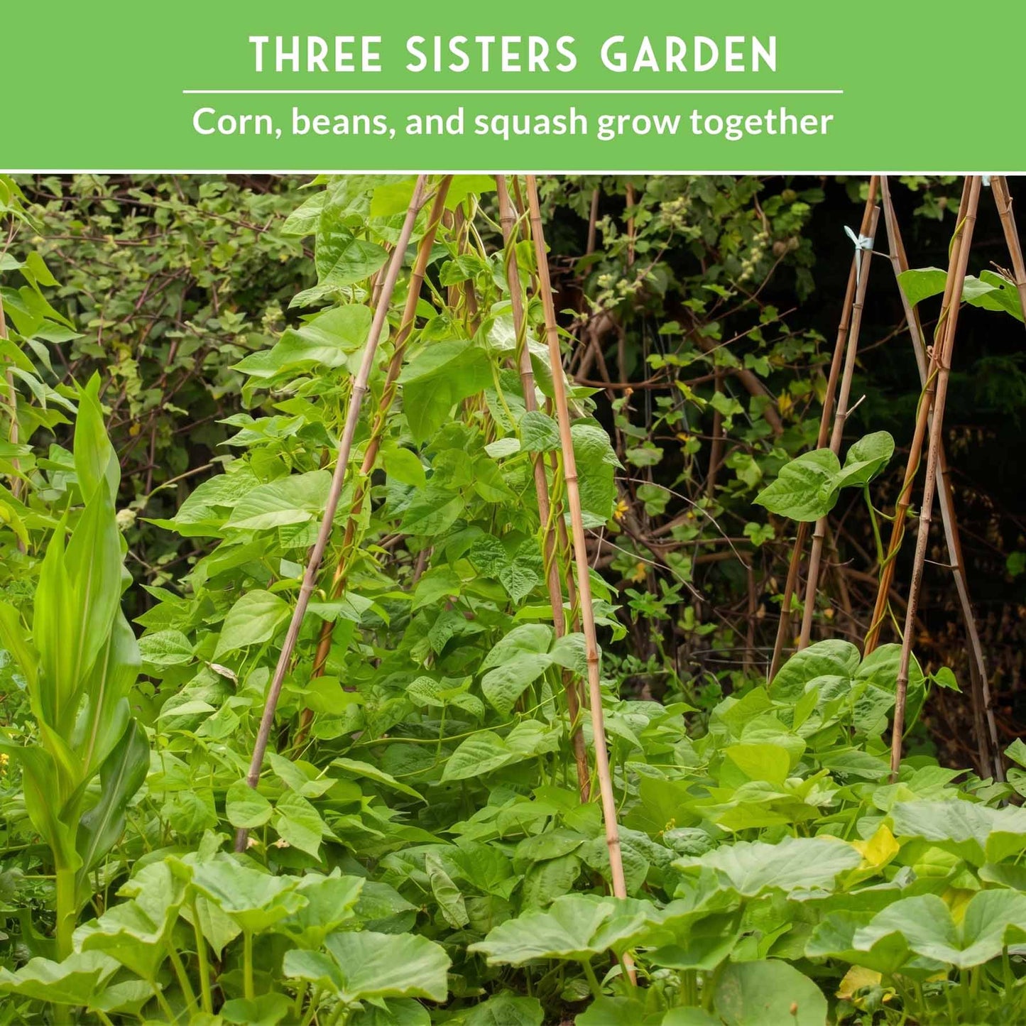 Three Sisters Seed Collection – Heirloom Corn, Pole Beans & Butternut Squash for Companion Planting