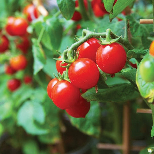 Tiny Tim Tomato