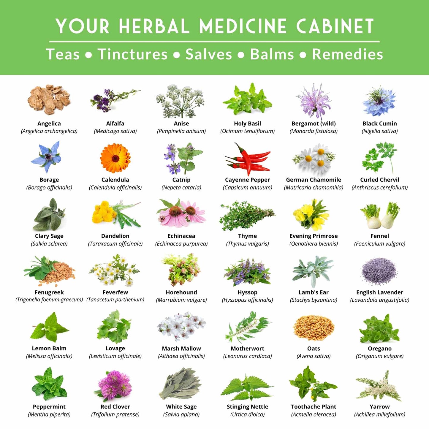 Medicinal Herb Garden - 36 Heirloom Seed Varieties for a Wellness Garden