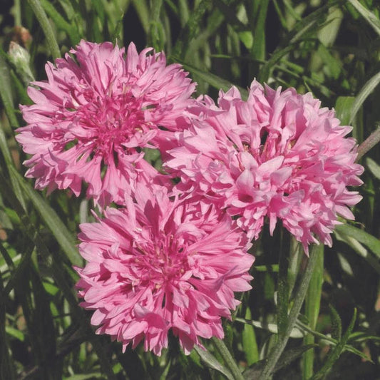 Bachelor's Button Pink