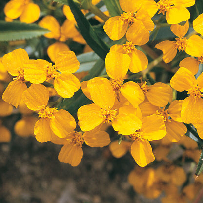 Spring Flower Bundle