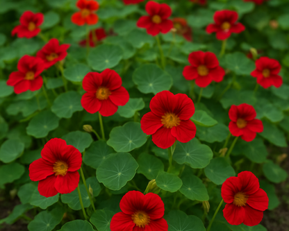 Flower Bundle